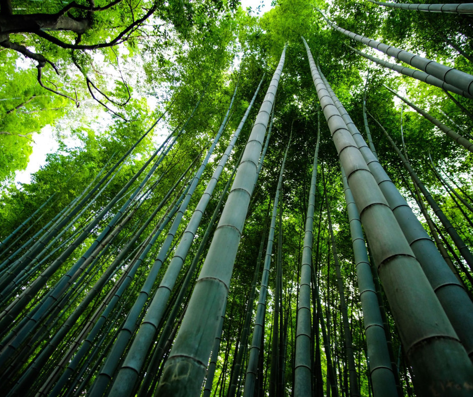 European Bamboo Expo 2023 